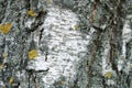 Bark of a birch tree backdrop close up, background from natural material, white crust with black stripes Royalty Free Stock Photo