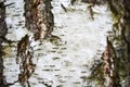 Birch tree bark close-up, ant on bark, texture and background Royalty Free Stock Photo