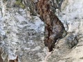 Bark of birch tree, close-up. Natural background Royalty Free Stock Photo