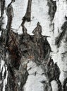 Bark of a birch tree closeup Royalty Free Stock Photo