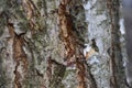 Bark tree bark Royalty Free Stock Photo