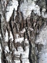 Bark birch tree texture background Royalty Free Stock Photo