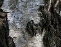 The bark of birch, white textured parts and black hilly