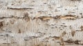 bark birch wood Royalty Free Stock Photo