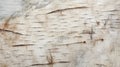 bark birch wood Royalty Free Stock Photo