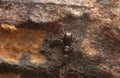 Bark borer beetle on pine bark