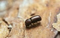 Bark borer beetle on pine bark