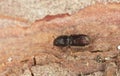 Bark borer beetle on pine bark