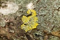 Bark branch, lichen tree algae. Macro Royalty Free Stock Photo