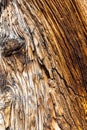 Bark of Breat Basin Bristlecone Pine Royalty Free Stock Photo