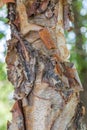 Bark of a Brich Tree