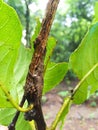 Bark Bush cricket - Perfect Camouflage Royalty Free Stock Photo