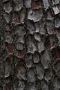 bark of the cedar tree. cora background. Close-up of the bark Royalty Free Stock Photo