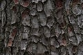 The bark of the cedar tree. cora background. Close-up of the bark Royalty Free Stock Photo