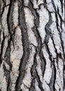 Bark of cedar tree in the forest Royalty Free Stock Photo