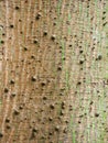 Bark of the Ceiba pentandra or White Silk-Cotton Tree