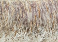 Bark of cherry tree in garden, texture,botany,