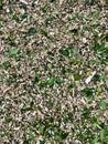 Bark Chippings