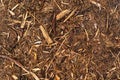 Bark chips, mulch on forest ground Royalty Free Stock Photo
