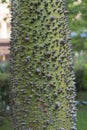 bark of Chorisia speciosa tree prickly trunk of a tree Sandbox Tree of tropical forests. Green spines closeup long view hura