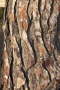 Bark close up of Pinus halepensis tree Royalty Free Stock Photo