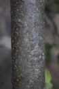 Brown trunk of Sorbus aria tree