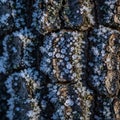 Bark with clusters of hexagonal-shaped ice crystals covering its Royalty Free Stock Photo