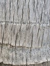 Bark of a Coconut tree Royalty Free Stock Photo