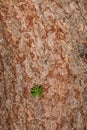 Bark of Contorted Japanese Larch Royalty Free Stock Photo