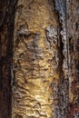 Bark of Copaiba Balsam Tree