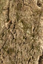 bark of a cork oak tree Royalty Free Stock Photo