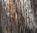 Bark, Cypress Tree, on Riverwalk, San Antonio, TX. Royalty Free Stock Photo