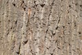 The bark of deciduous tree