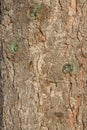 Bark of deciduous tree