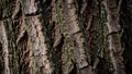 Bark is deeply grooved and cracked featuring a combination of dark Royalty Free Stock Photo