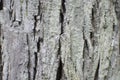 Bark Detail