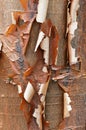 Bark detail of the Paperbark Maple Royalty Free Stock Photo