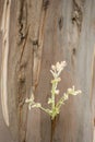 Bark detail of Plane tree Royalty Free Stock Photo