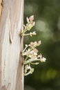 Bark detail of Plane tree Royalty Free Stock Photo