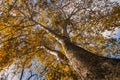 Bark detail of Plane tree Royalty Free Stock Photo