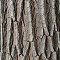 The bark displays a pattern of vertical cracks and irregular furrows typical Royalty Free Stock Photo