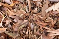 Bark and Dried Leaves from Eucalypt Gum Tree