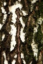 The bark on the tree is a wonderful skin that protects the tree by external factors.