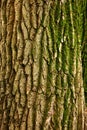 The bark on the tree is a wonderful skin that protects the tree by external factors.