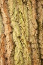 The bark on the tree is a wonderful skin that protects the tree by external factors.