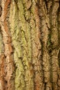 The bark on the tree is a wonderful skin that protects the tree by external factors.