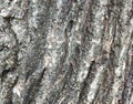 Bark of Elm. Seamless Tileable Texture Royalty Free Stock Photo