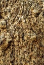 Bark of Elm. Seamless Tileable Texture Royalty Free Stock Photo