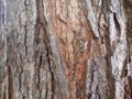 Bark of Elm. Seamless Tileable Texture Royalty Free Stock Photo