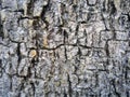 Bark of Elm. Seamless Tileable Texture Royalty Free Stock Photo